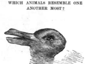 Canard-lapin