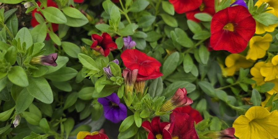 Calibrachoa