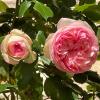 Fleurs